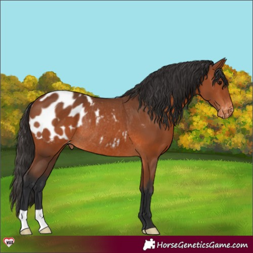 Horse Color:Bay Appaloosa Rabicano 