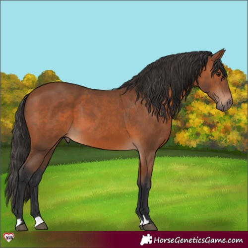 Horse Color:Bay 