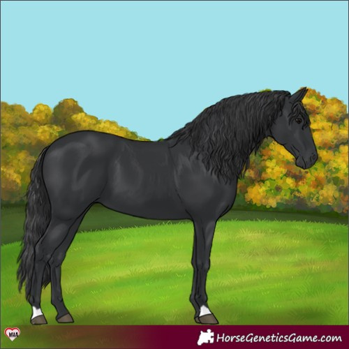 Horse Color:Black 