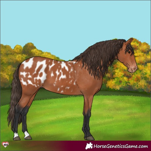 Horse Color:Bay Appaloosa