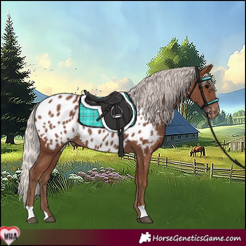 Horse Color:Silver Black Appaloosa Rabicano 