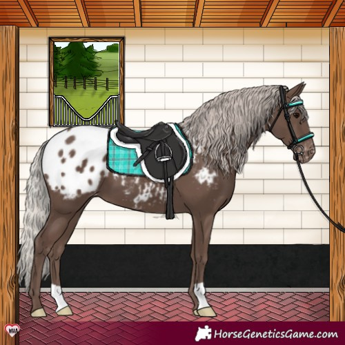 Horse Color:Silver Black Blanket