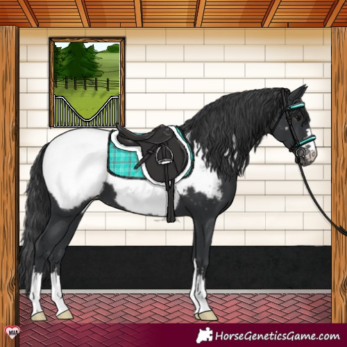 Horse Color:Black Appaloosa 