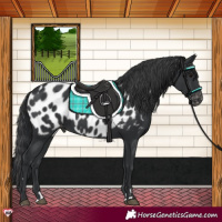Horse Color:Black Appaloosa 
