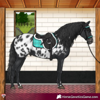 Horse Color:Black Appaloosa