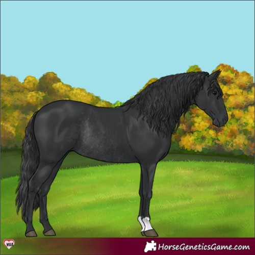 Horse Color:Black Rabicano 