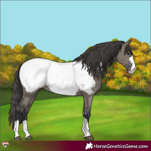 Horse Color:Grullo Appaloosa 