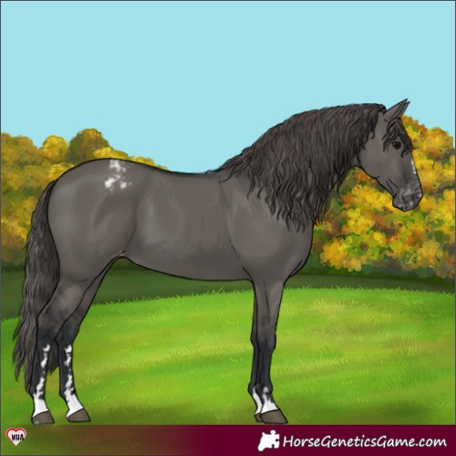 Horse Color:Grullo Appaloosa 