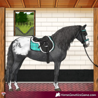 Horse Color:Black Appaloosa