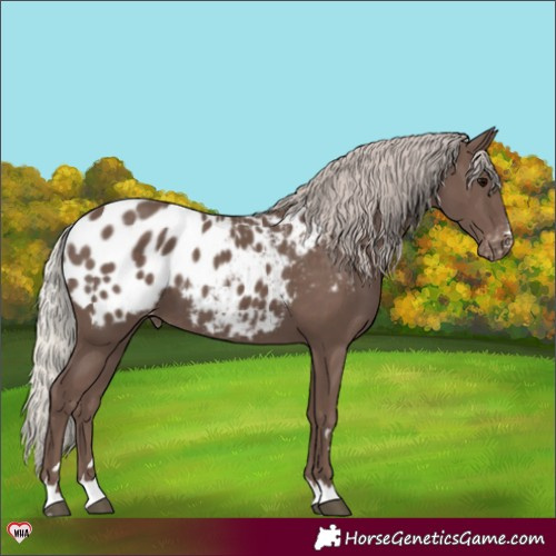 Horse Color:Silver Black Appaloosa 