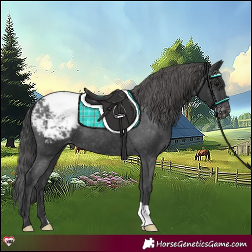 Horse Color:Black Appaloosa 