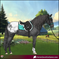 Horse Color:Black Appaloosa 