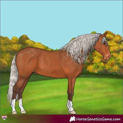 Horse Color:Silver Bay Appaloosa 