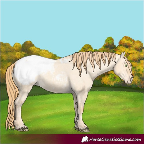 Horse Color:Gold Champagne Dun Appaloosa 