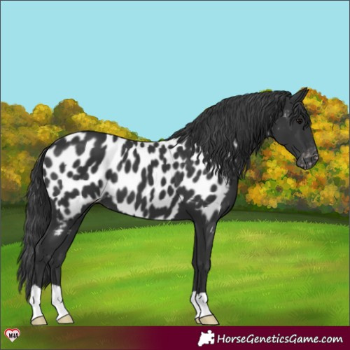 Horse Color:Black Appaloosa 