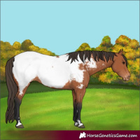 Horse Color:Bay Appaloosa