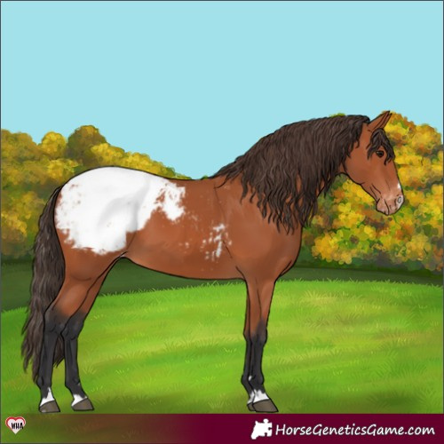 Horse Color:Bay Appaloosa 