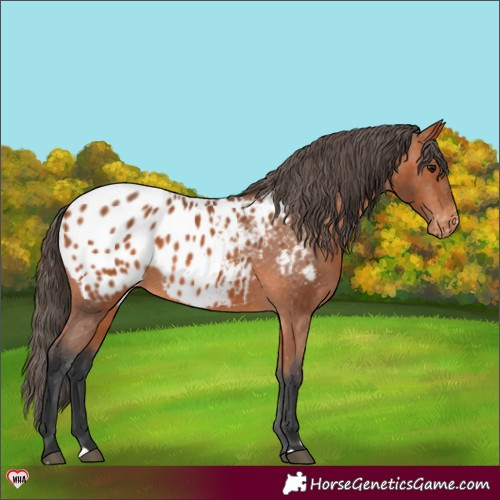 Horse Color:Bay Appaloosa Rabicano 