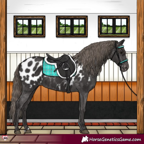 Horse Color:Smoky Black Appaloosa Rabicano