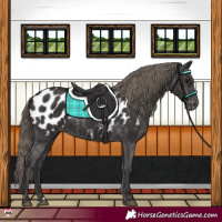 Horse Color:Smoky Black Near Leopard Rabicano 