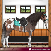 Horse Color:Bay Sabino Splash Appaloosa