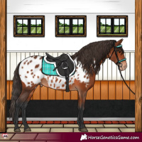 Horse Color:Bay Near Leopard