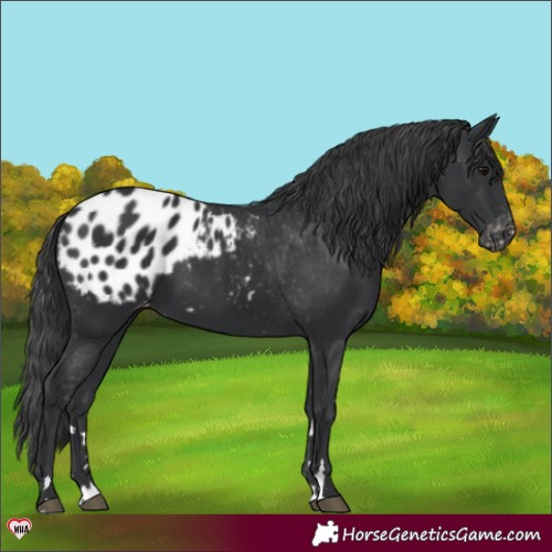 Horse Color:Black Appaloosa 