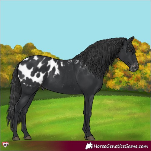 Horse Color:Black Appaloosa 