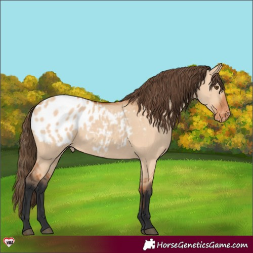 Horse Color:Bay Dun Appaloosa 
