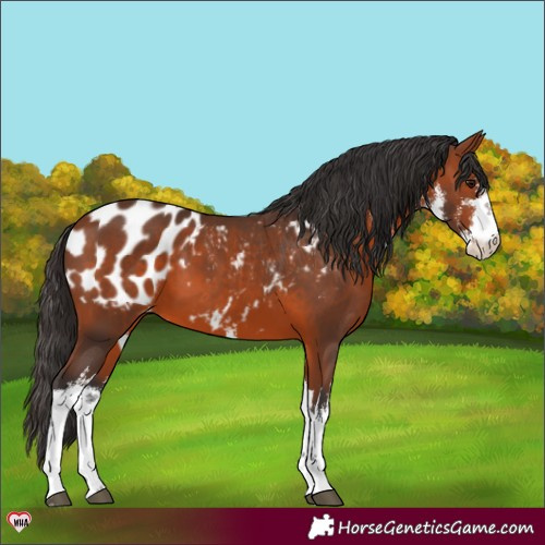 Horse Color:White Spotted Bay Appaloosa