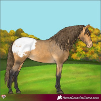 Horse Color:Buckskin Snowcap