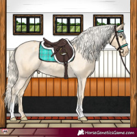 Horse Color:Palomino Appaloosa