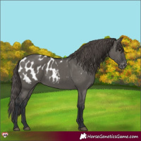 Horse Color:Grullo Appaloosa 