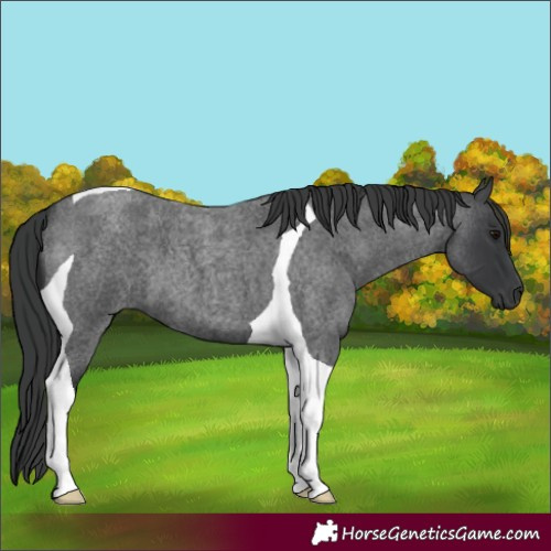 Horse Color:Blue Roan Tobiano 