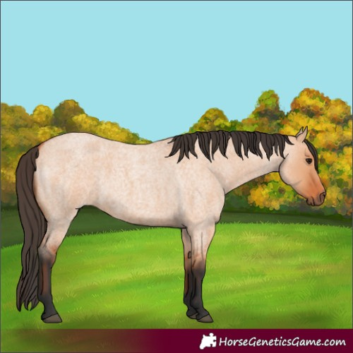 Horse Color:Bay Roan Dun 
