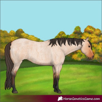 Horse Color:Bay Roan Dun 