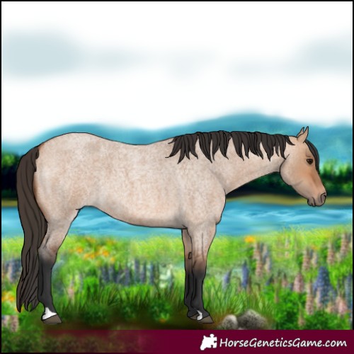 Horse Color:Bay Roan Dun 