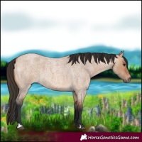 Horse Color:Bay Roan Dun 