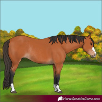 Horse Color:Bay Rabicano 