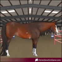 Horse Color:Bay 