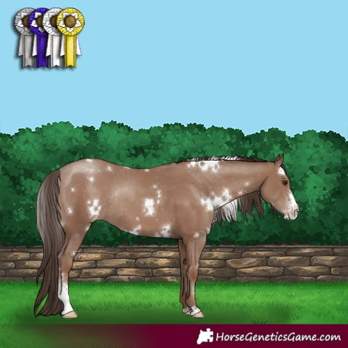 Horse Color:White Spotted Classic Champagne Sabino Appaloosa Rabicano 
