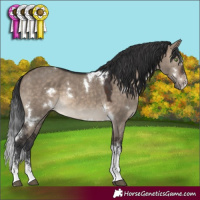 Horse Color:White Spotted Brown Dun Sabino
