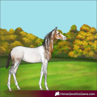 Horse Color:Buckskin Sabino