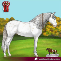 Horse Color:White Spotted Buckskin Pearl Sabino 