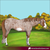 Horse Color:Red Roan Splash Frame 