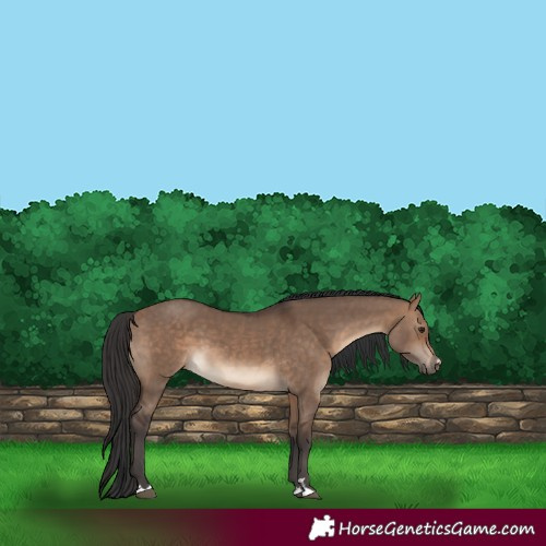 Horse Color:Brown Dun 