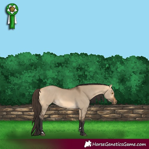 Horse Color:Buckskin Dun 