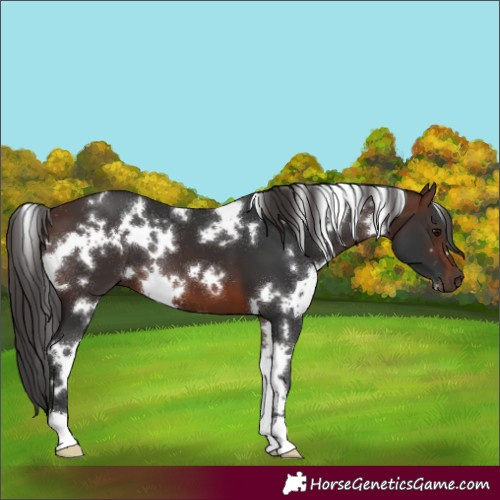 Horse Color:White Spotted Brown 