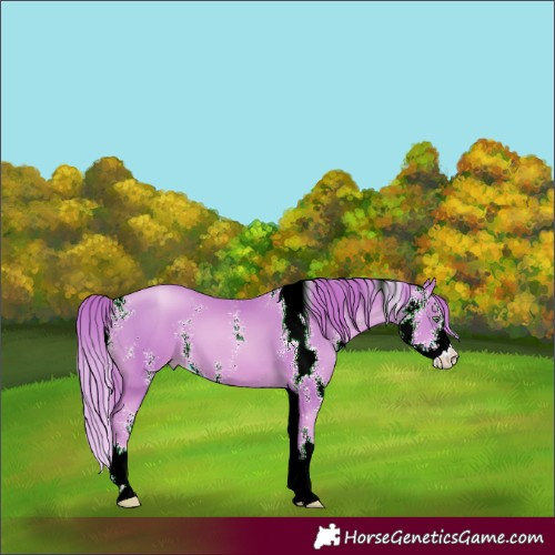 Horse Color:Watercolor Chestnut Pearl Sabino 