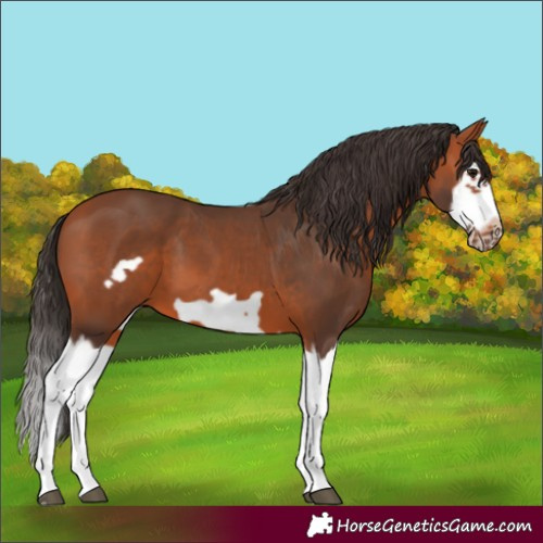 Horse Color:Bay Splash Frame 